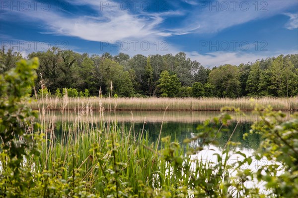 Isola della Cona, nature reserve, island of Grado, north coast of the Adriatic Sea, Friuli, Italy, Grado, Friuli, Italy, Europe