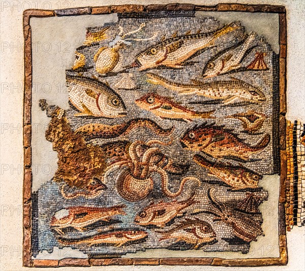 Mosaic with fish, 1st century, National Archaeological Museum, Villa Cassis Faraone, UNESCO World Heritage Site, important city in the Roman Empire, Aquileia, Friuli, Italy, Aquileia, Friuli, Italy, Europe