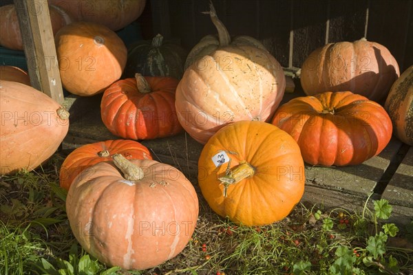 Pumpkins priced for sale on the grass outside a farm before Halloween, Bawdsey, Suffolk, England, United Kingdom, Europe