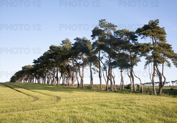 A line of Scots pine trees marking an field boundary in the countryside, Shottisham, Suffolk, England, United Kingdom, Europe