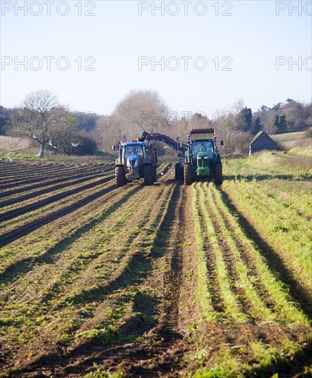 Farm machinery harvesting a winter carrot crop in a field, Ramsholt, Suffolk, England, United Kingdom, Europe
