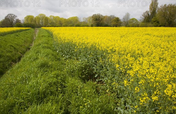 Yellow flowers of oil seed rape crop growing in field, Suffolk, England, United Kingdom, Europe