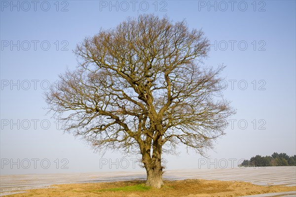 Single leafless oak tree in winter against blue sky, Wantisden, Suffolk, England, United Kingdom, Europe
