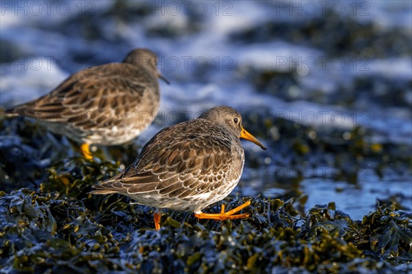 Two purple sandpipers (Calidris maritima) in non-breeding plumage foraging on rocky shore covered in seaweed along the North Sea coast in winter