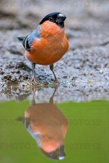 Eurasian bullfinch, common bullfinch (Pyrrhula pyrrhula) reflection in water of male drinking from pond, rivulet