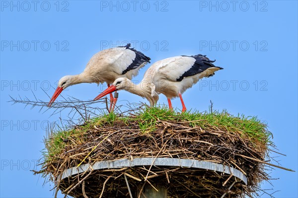 White stork (Ciconia ciconia) male and female reinforcing old nest from previous spring with twigs and sticks for nesting