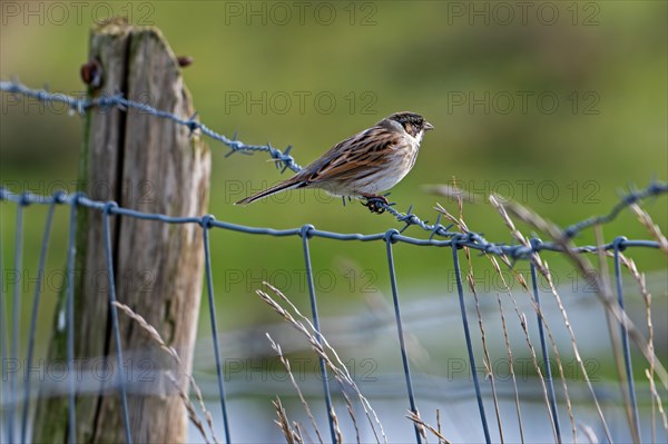 Common reed bunting (Emberiza schoeniclus) female perched on barbwire, barbed wire fence along meadow in late winter