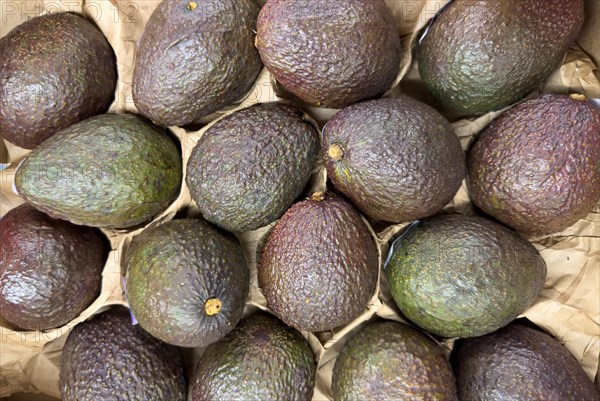 Avocado superfood on display in grocery shop Food retailer Food retailer Supermarket, Germany, Europe