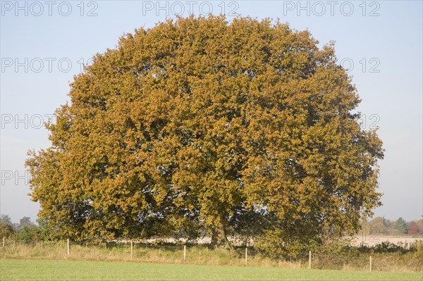 Round shaped Quercus robur deciduous oak tree with autumn leaf colour, Sutton, Suffolk, England, United Kingdom, Europe