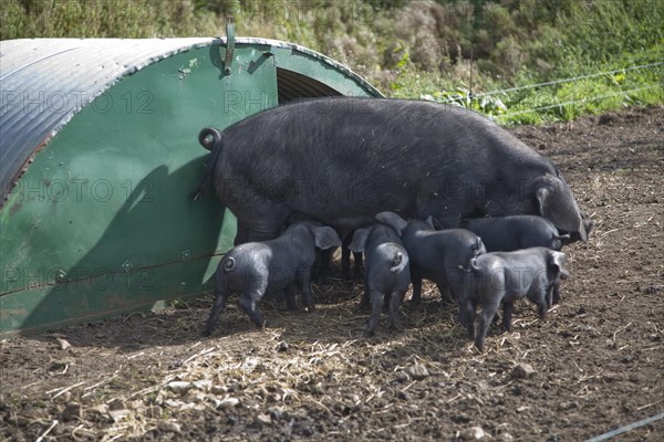 Suffolk large black pig sow weaning her piglets at the Suffolk Punch Trust, Hollesley, Suffolk, England, United Kingdom, Europe