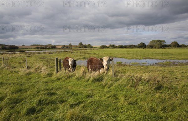 Hereford cattle calves grazing in wetland marshland Boyton Marshes, Suffolk, England, United Kingdom, Europe