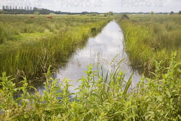 Drainage ditch in marshes of River Waveney flood plain, near Oulton Broad, Suffolk, England, United Kingdom, Europe