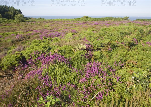 Heather in flower with view to sea on Dunwich Heath, Suffolk, England, United Kingdom, Europe