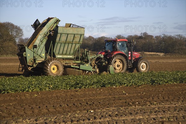 Thyregod sugar beet harvester drawn by tractor harvesting field, Shottisham, Suffolk, England, United Kingdom, Europe