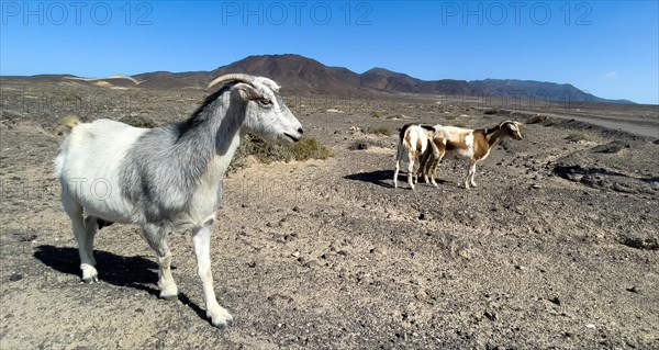 Wild goats (Cabra majorera) in the volcanic landscape behind on the southern tip of the Jandia peninsula, Jandia, Fuerteventura, Canary Islands, Canary Islands, Spain, Europe