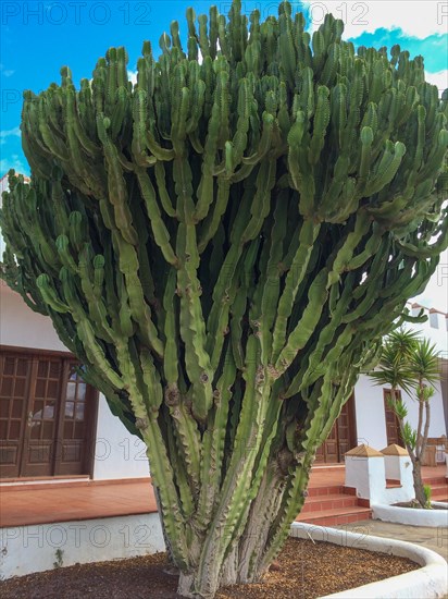 Spurge cactus (Euphorbia ingens) Candelabra tree, Naboom, Cowboy cactus, Antigua, Fuerteventura, Canary Islands, Spain, Europe