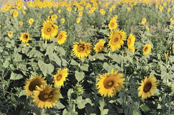 Sunflower field, sunflowers (Helianthus annuus), landscape south of Montepulciano, Tuscany, Italy, Europe