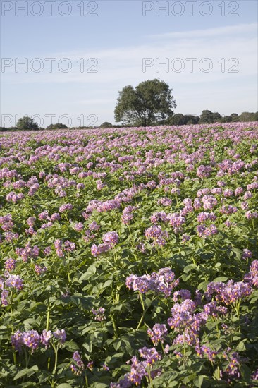 Purple flowers of potato crop growing in a field, Shottisham, Suffolk, England, United Kingdom, Europe