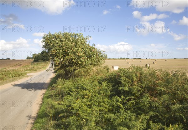 Summer landscape with country road and harvested field, Boyton, Suffolk, England, United Kingdom, Europe