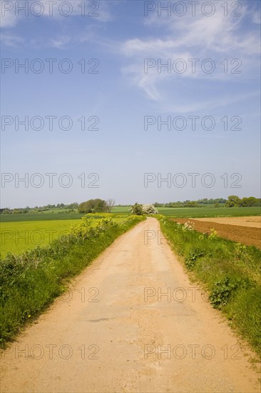 Sandy road through fields, Alderton, Suffolk, England, United Kingdom, Europe