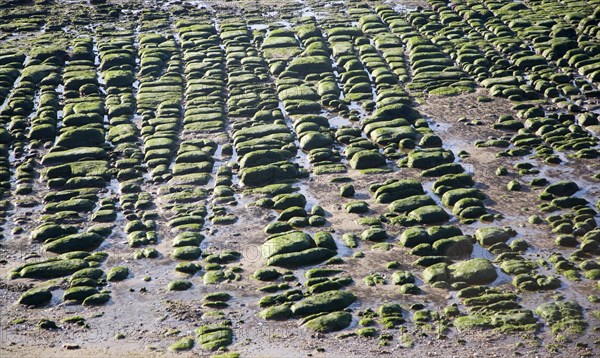 Seaweed covered green boulders on the beach at Hunstanton, Norfolk, England, United Kingdom, Europe
