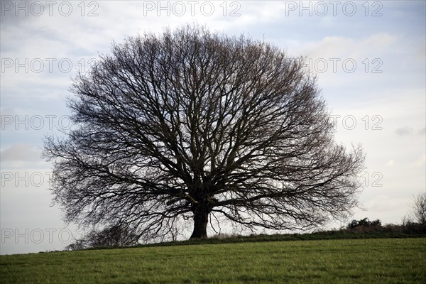 Small leafless oak tree in winter, Sutton, Suffolk, England, United Kingdom, Europe