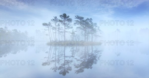 Small island with Scots pine trees in morning mist reflected in pond at Knuthoejdsmossen, nature reserve near Haellefors in Vaestmanland, Sweden, Europe
