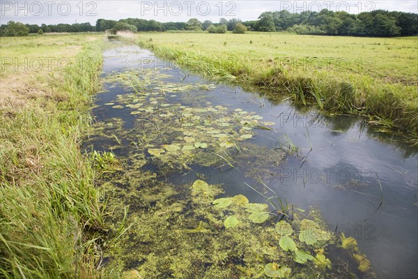 Drainage channel ditch in marshland at Geldeston marshes, Suffolk, England, United Kingdom, Europe