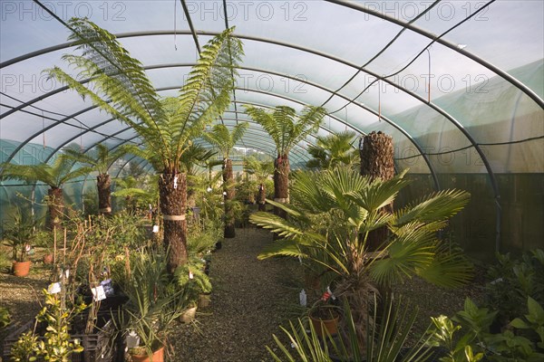 The Exotic Garden Company specialises in plants for a changing climate, Aldeburgh, Suffolk, England, United Kingdom, Europe