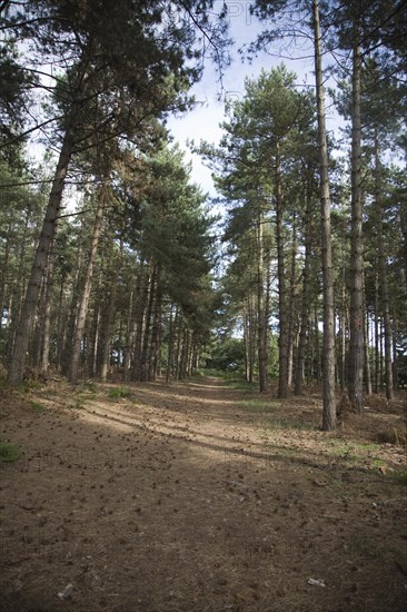 Pine trees in coniferous Rendlesham forest, Suffolk, England, United Kingdom, Europe