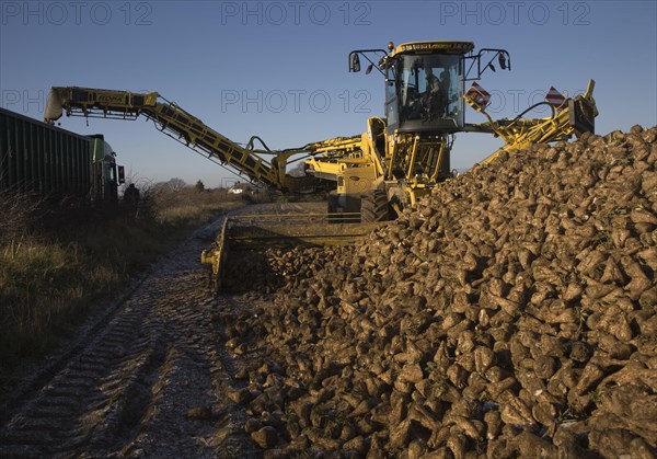 Ropa euro maus 4 sugar beet loader machine in operation, Shottisham, Suffolk, England, United Kingdom, Europe