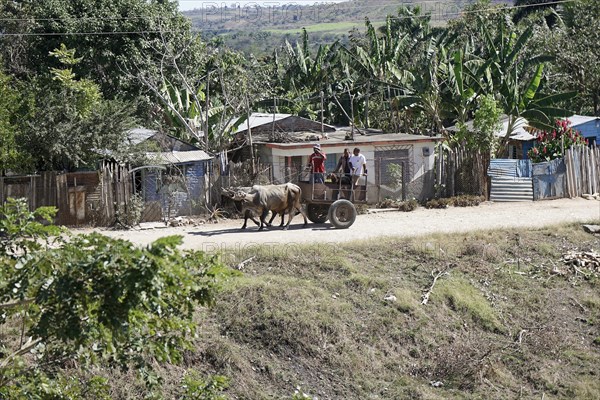 Ox cart near Holguin, Cuba, Cuba, Central America