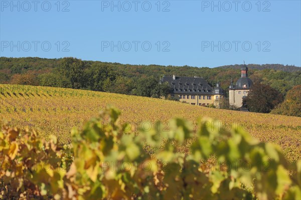 Schloss Vollrads with golden vineyards and autumn atmosphere, vine, vine, depth of field, blur, wine-growing area, landscape, vineyards, Winkel, Oestrich-Winkel, Rheingau, Taunus, Hesse, Germany, Europe