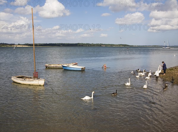 Woman feeding swans on the River Stour at Mistley Walls, Essex, England, United Kingdom, Europe