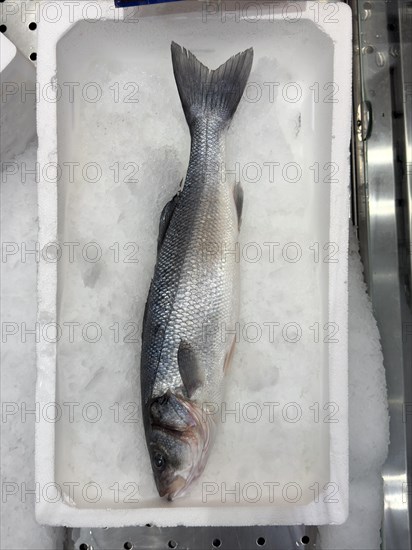 Display of fish caught whole fish temperate basses (Moronidae) Loup de Mer Branzino Spinola on ice in refrigerated counter fish counter of fishmonger fish sales, food trade, wholesale, fish trade, speciality shop, Germany, Europe