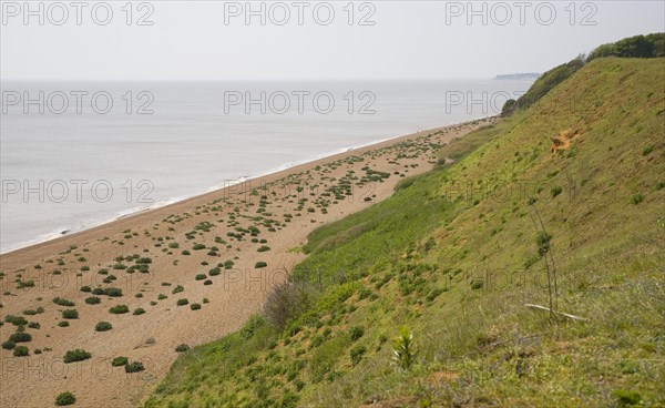 Sea kale growing on vegetated shingle beach at Bawdsey, Suffolk, England, United Kingdom, Europe