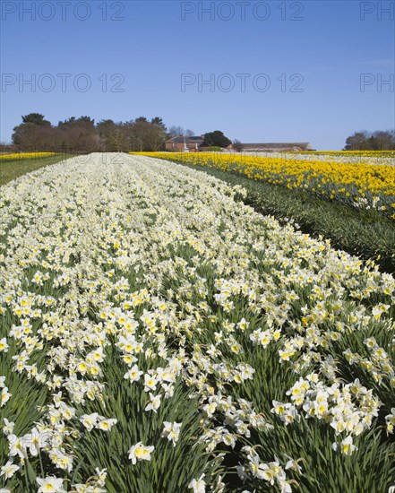 Field of cultivated daffodils, near Happisburgh, Norfolk, Engaldn