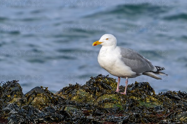 European herring gull (Larus argentatus) adult seagull resting on rocky shore covered in seaweed at low tide along the North Sea coast in winter