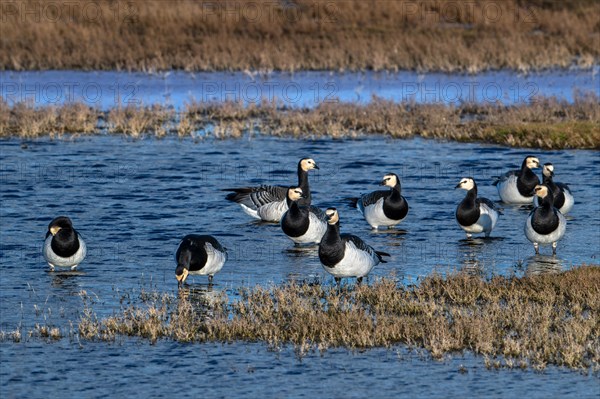 Flock of barnacle geese (Branta leucopsis) resting in wetland in winter, Schouwen-Duiveland, Zeeland, Netherlands