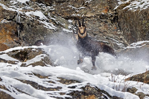 Two chamois (Rupicapra rupicapra) males fighting in rock face in winter during the rut in the European Alps. Dominant male chasing competitor away