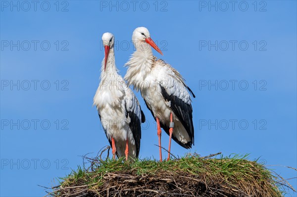 White stork (Ciconia ciconia) pair, ringed male and female on old nest from previous spring