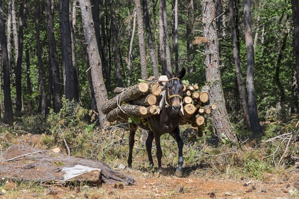 A mule loaded with freshly cut logs in a forest, near Soufli, Eastern Macedonia and Thrace, Greece, Europe