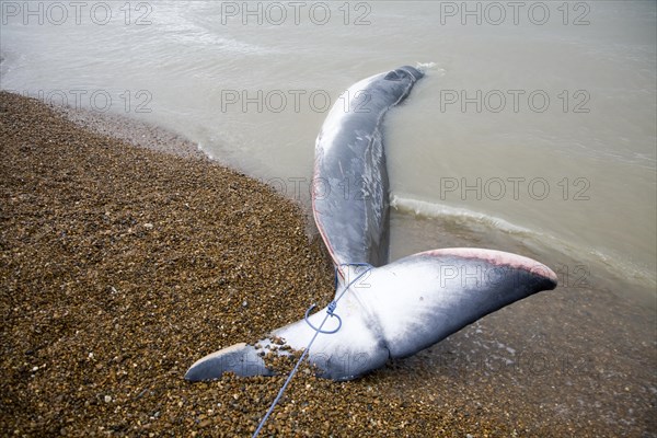 Fin Whale, Balaenoptera physalus, washed up dead on Shingle Street, Suffolk, England, United Kingdom, Europe