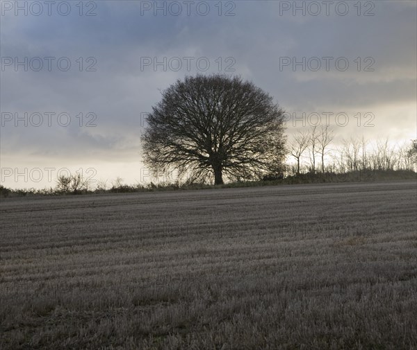 Rounded Quercus Robur oak tree outline on dark overcast winter day, Sutton, Suffolk, England, United Kingdom, Europe