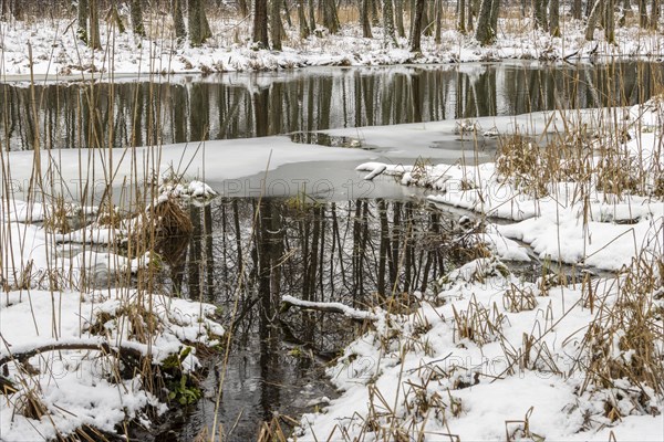 Sapina River and the riparian forest, the swamp, partially reflecting in the slowly flowing water, seen in mid-winter, during the early, January thaw, with some snow on the ground and barren trees, chiefly common alders around. Sapina Valley near the Stregielek village in the Pozezdrze Commune of the Masurian Lake District. Wegorzewo County, Warmian-Masurian Voivodeship, Poland, Europe