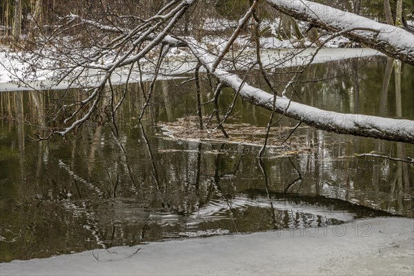 Sapina River and the riparian forest, the swamp, partially reflecting in the slowly flowing water, seen in mid-winter, during the early, January thaw, with some snow on the ground and barren trees, chiefly common alders around. Sapina Valley near the Stregielek village in the Pozezdrze Commune of the Masurian Lake District. Wegorzewo County, Warmian-Masurian Voivodeship, Poland, Europe