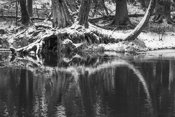 Sapina River and the riparian forest, the swamp, partially reflecting in the slowly flowing water, seen in mid-winter, during the early, January thaw, with some snow on the ground and barren trees, chiefly common alders around. Monochrome, greyscale photograph. Sapina Valley near the Stregielek village in the Pozezdrze Commune of the Masurian Lake District. Wegorzewo County, Warmian-Masurian Voivodeship, Poland, Europe