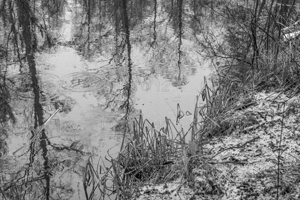 Sapina River and the riparian forest, the swamp, partially reflecting in the slowly flowing water, seen in mid-winter, during the early, January thaw, with some snow on the ground and barren trees, chiefly common alders around. Monochrome, greyscale photograph. Sapina Valley near the Stregielek village in the Pozezdrze Commune of the Masurian Lake District. Wegorzewo County, Warmian-Masurian Voivodeship, Poland, Europe