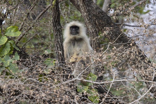 Gray langur (Semnopithecus entellus), sitting on a tree in the wild, in the Ranthambore National Park. Seen in February, the winter, dry season. Sawai Madhopur District, Rajasthan, India, Asia