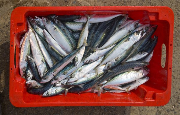 Close up of freshly caught mackerel fish in red box viewed from above, Cornwall, England, United Kingdom, Europe